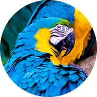 Protection of biodiversity Protection of biodiversity