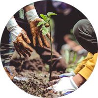 Reforestation Reforestation